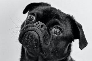 This is a photo of a black dog tilting its head.