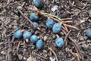 Cedar Berries: A flavorful and little known spice!