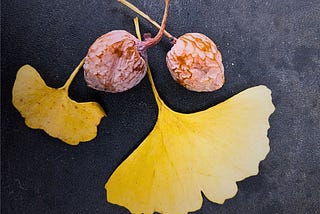 Ginkgo Nuts — A Funky Fall Forage Experience