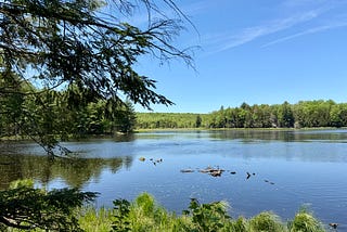 Mountain Biking in the McDonough State Forest (NY)-Episode 12 of Leaf, Wing, and Sun