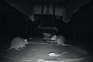 Rats at night