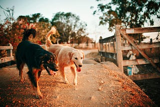 People who prefer dogs over people are terrifying.