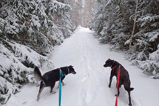 Why Smart Dog Owners Let Their Dog Choose the Walking Route