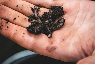 An earthworm in some garden soil in a person’s palm