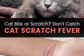 Cat Scratch Fever: Bridging Human and Animal Health