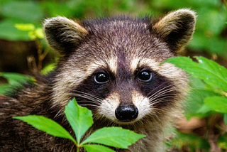 How Raccoons Can Teach You Resilience