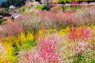 Blooming, colourful trees in Kumakohgen, Japan