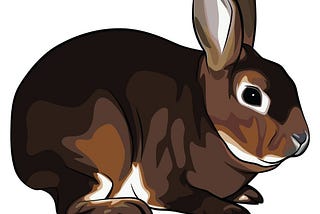 Castor Mini Rex rabbit