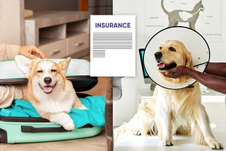 Understanding Pet Travel Insurance vs. Pet Health Insurance