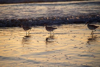 Sandpipers