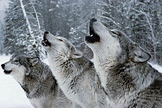 We Wolves of the Night