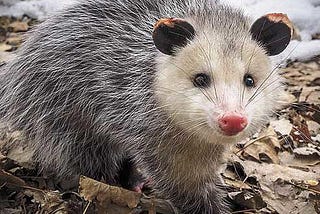 Watching Opossum