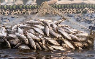 India Fish Farming Market Size, Growth, Report 2031