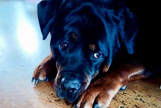 A photo of a Rottweiler dog resting his head on his paws