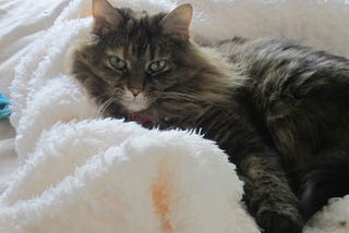 Hermione Granger is a Maine coon mix cat. She loves to lounge on the bed. She is tan, brown and black and has illuminating green eyes that sparkle when the light hits them.