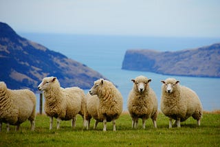 People are Fleeing New Zealand