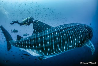 The Galapagos Whale Shark Project conducts a research trip in 2020