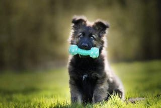 Help! My Puppy is Teething: A Guide to Soothing Their Chompers and Nurturing Training