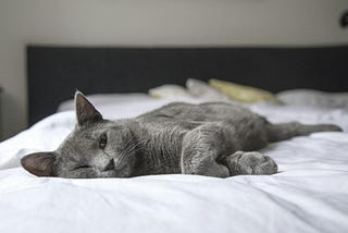 A gray cat, resting lazily on a white bedspread.