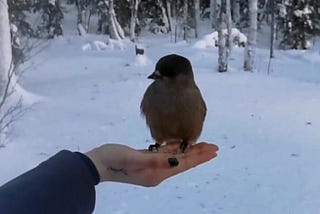 The Nature of Nature: How A Siberian Jay Turned the Finnish Wilderness into a Moment of Snow-Kissed…