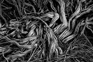 Abandoned Roots (Forgotten Beginnings)