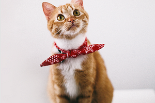 Feline simplicity
