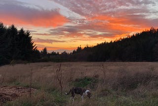 A beautiful sunset over a meadow surrounded my trees. A friendly dog, Tulip, is in the meadow.