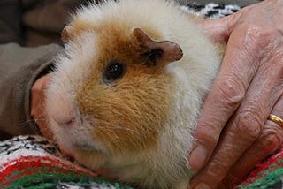 A Friend’s Guinea Pigs Died of Heat Stroke — Be Vigilant in the Heat