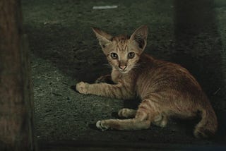 A Kitten Is Not a Toy. A Kitten Is Not a Breed. A Kitten Is a Soul.