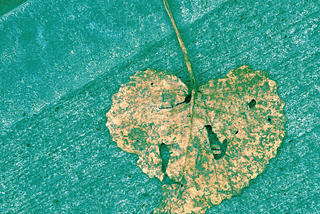 A heart-shaped taupe leaf rests on a concrete marine green background.