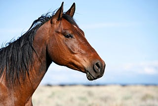 What Do Horses Have to Do With Digital Neuro-Decision-Making?