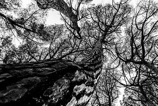 Looking Up at Trees