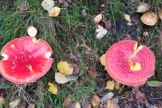 英国采蘑菇之常见野生菌 第一版