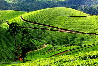 Discover the Enchanting Beauty of Munnar, Kerala: A Traveler’s Paradise