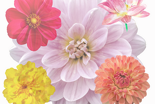 Canva floral creation by Julie Ranson