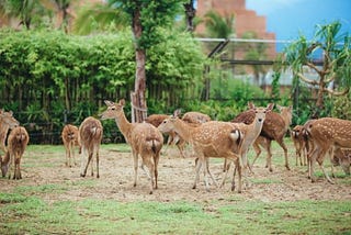 DA NANG TO VINPEARL LAND BY CAR