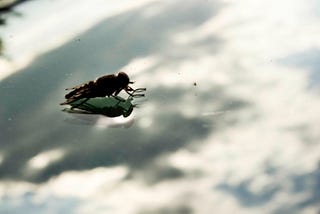 Are You There God? It’s Me, A Fly Trapped In The Pool Filter