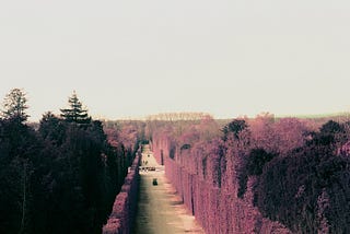Violet in the Gardens of Versailles