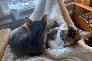 Two cats snuggling (tabby left, calico right) on a blanket in someone’s lap.