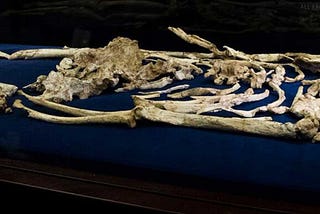 Will the “most complete skeleton ever” transform human origins?