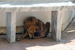 Muerto el perro se acabó la rabia