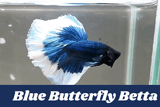 Butterfly Betta: Whats it all about?