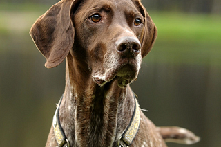brown dog — a German shorthair