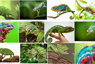 image image of a chameleon that changes color depending on the appearance of its surroundings