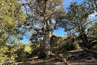 Tree Therapy: Arizona Trail Day 34