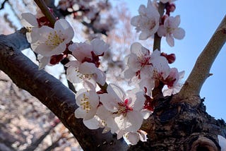 The cherry blossom I saw when I was in a depressed state.