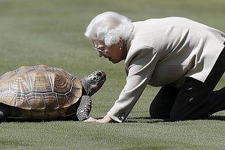 Royal Encounters: A Turtle’s Adventure in Buckingham’s Blooms with Queen Elizabeth