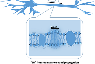 Sound waves in lipid films can annihilate each other upon collision, just like action potentials in…