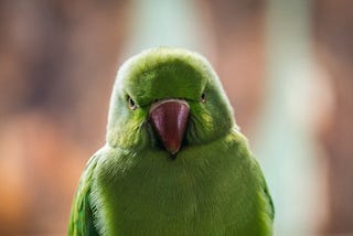 Angry looking parrot staring at camera