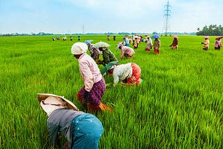 The Importance of Agriculture in Global Development